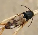 Megapenthes turbulentus - photo 5