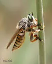 Megaphorus acrus