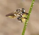 Megaphorus acrus - photo 4