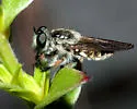 Megaphorus clausicellus