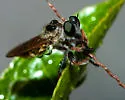 Megaphorus clausicellus - photo 2