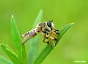 Megaphorus clausicellus - photo 3