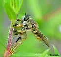 Megaphorus clausicellus - photo 4