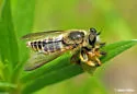 Megaphorus clausicellus - photo 5