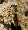Megaphorus flavidus - Megaphorus flavidus