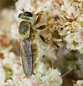 Megaphorus flavidus - photo 2