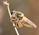Megaphorus flavidus - photo 3