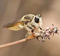 Megaphorus flavidus - photo 4
