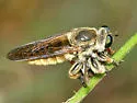 Megaphorus frustrus