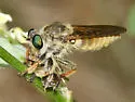 Megaphorus frustrus - photo 2