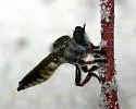 Megaphorus laphroides