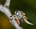 Megaphorus laphroides - photo 2