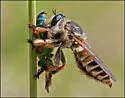 Megaphorus laphroides - photo 3