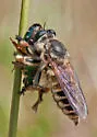 Megaphorus laphroides - photo 4