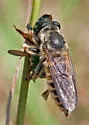Megaphorus laphroides - photo 5