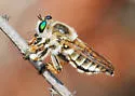 Megaphorus megachile