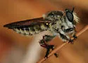 Megaphorus minutus - photo 3