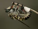 Megaphorus minutus - photo 4