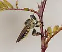 Megaphorus minutus - photo 5