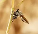 Megaphorus pallidus - Megaphorus pallidus