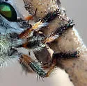 Megaphorus prudens - photo 2
