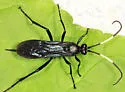 Megaplectes monticola
