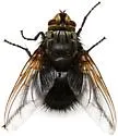 Megaprosopus regalis - Megaprosopus regalis