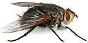 Megaprosopus regalis - photo 2
