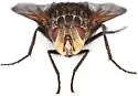 Megaprosopus regalis - photo 3