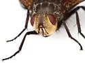 Megaprosopus regalis - photo 4