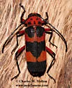 Texas Canyon Longhorn Beetle - photo 2