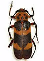 Texas Canyon Longhorn Beetle - photo 3