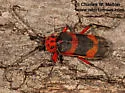 Texas Canyon Longhorn Beetle - photo 4