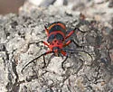 Texas Canyon Longhorn Beetle - photo 5