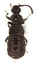 Megarafonus lentus