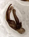 Megarafonus lentus - photo 3