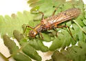 Megarcys subtruncata