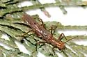 Megarcys subtruncata - photo 2