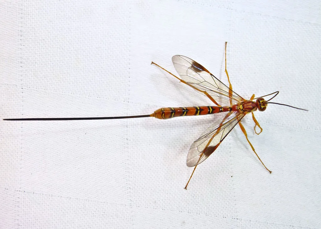 Greene's Giant Ichneumonid Wasp - photo 3