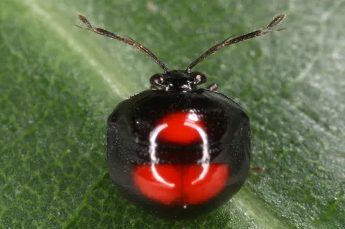 Megarididae - Megarididae