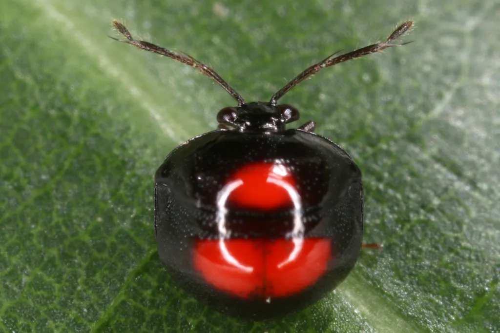 Megarididae - photo 2
