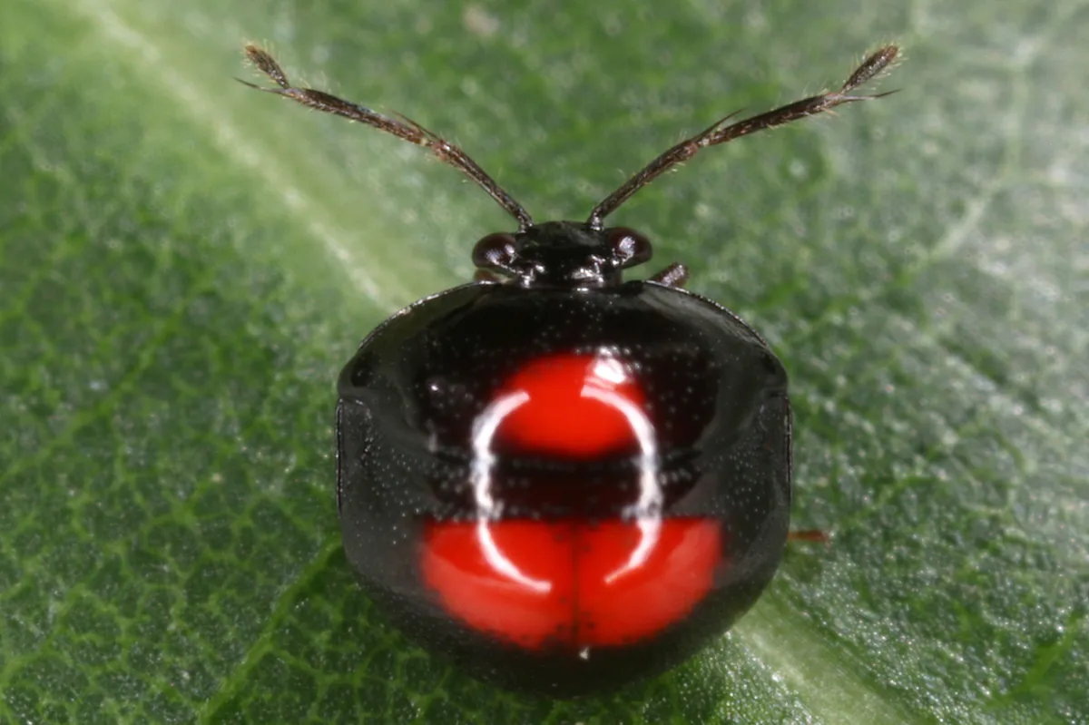 Megarididae - photo 3