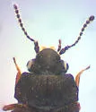 Megarthrus angulicollis - photo 2