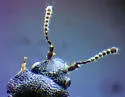 Megarthrus angulicollis - photo 3