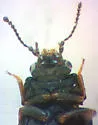 Megarthrus angulicollis - photo 5
