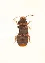 Megarthrus pecki - photo 2