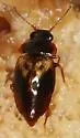 Megarthrus pictus - photo 3
