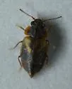 Megarthrus pictus - photo 5