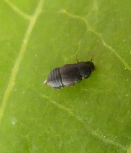 Megarthrus prosseni