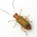 Megascelis texana - photo 2